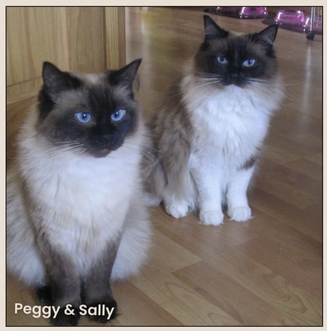 Peggy and Sally, two Ragdoll-type rescue cats, sitting side by side