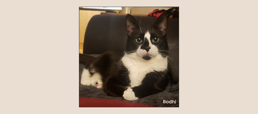 Bodhi, a black and white rescue cat, lounging on a cushion