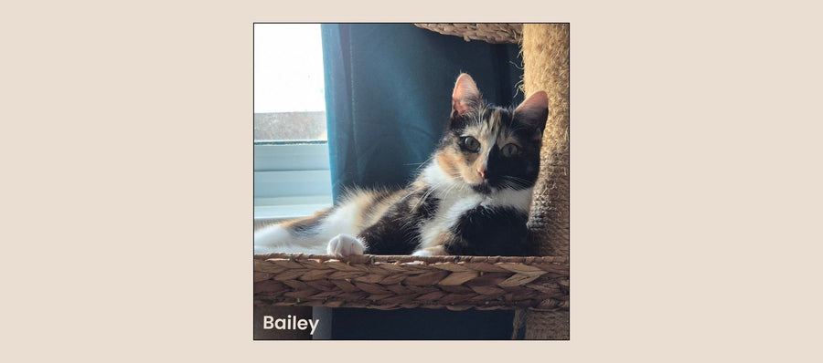Bailey, a tortoiseshell rescue cat, sitting on a cat tree by the window